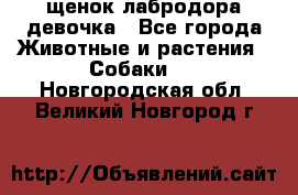 щенок лабродора девочка - Все города Животные и растения » Собаки   . Новгородская обл.,Великий Новгород г.